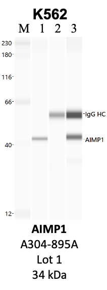 Bethyl_A304-895A_1_AIMP1.png<br>Caption: IP-WB analysis of K562 whole cell lysate using the AIMP1 specific antibody, A304-895A. Lanes 1 and 2 are 2.5% of five million whole cell lysate input and 50% of IP enrichment, respectively, using a normal IgG antibody. Lane 3 is 50% of IP enrichment from five million whole cell lysate using the AIMP1-specific antibody, A304-895A. The same antibody was used to detect protein levels via Western blot. This antibody passes preliminary validation and will be further pursued for secondary validation. *NOTE* Protein sizes are taken from Genecards.org and are only estimates based on sequence. Actual protein size may differ based on protein characteristics and electrophoresis method used.