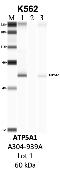 Bethyl_A304-939A_1_ATP5A1.png<br>Caption: IP-WB analysis of K562 whole cell lysate using the ATP5A1 specific antibody, A304-939A. Lanes 1 and 2 are 2.5% of five million whole cell lysate input and 50% of IP enrichment, respectively, using a normal IgG antibody. Lane 3 is 50% of IP enrichment from five million whole cell lysate using the ATP5A1-specific antibody, A304-939A. The same antibody was used to detect protein levels via Western blot. This antibody passes preliminary validation and will be further pursued for secondary validation. *NOTE* Protein sizes are taken from Genecards.org and are only estimates based on sequence. Actual protein size may differ based on protein characteristics and electrophoresis method used.