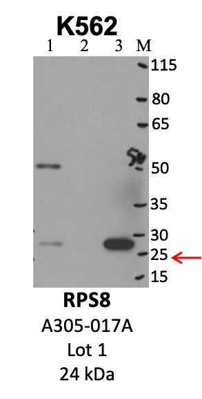 Bethyl_A305-017A_1_RPS8.png<br>Caption: IP-WB analysis of K562 whole cell lysate using the RPS8 specific antibody, A305-017A. Lanes 1 and 2 are 2.5% of five million whole cell lysate input and 50% of IP enrichment, respectively, using a normal IgG antibody. Lane 3 is 50% of IP enrichment from five million whole cell lysate using the RPS8-specific antibody, A305-017A. The same antibody was used to detect protein levels via Western blot. This antibody passes preliminary validation and will be further pursued for secondary validation. *NOTE* Protein sizes are taken from Genecards.org and are only estimates based on sequence. Actual protein size may differ based on protein characteristics and electrophoresis method used.