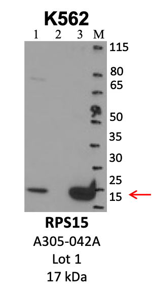 Bethyl_A305-042A_1_RPS15.png<br>Caption: IP-WB analysis of K562 whole cell lysate using the RPS15 specific antibody, A305-042A. Lanes 1 and 2 are 2.5% of five million whole cell lysate input and 50% of IP enrichment, respectively, using a normal IgG antibody. Lane 3 is 50% of IP enrichment from five million whole cell lysate using the RPS15-specific antibody, A305-042A. The same antibody was used to detect protein levels via Western blot. This antibody passes preliminary validation and will be further pursued for secondary validation. *NOTE* Protein sizes are taken from Genecards.org and are only estimates based on sequence. Actual protein size may differ based on protein characteristics and electrophoresis method used.