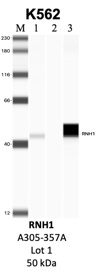 Bethyl_A305-357A_1_RNH1.png<br>Caption: IP-WB analysis of K562 whole cell lysate using the RNH1 specific antibody, A305-357A. Lanes 1 and 2 are 2.5% of five million whole cell lysate input and 50% of IP enrichment, respectively, using a normal IgG antibody. Lane 3 is 50% of IP enrichment from five million whole cell lysate using the RNH1-specific antibody, A305-357A. The same antibody was used to detect protein levels via Western blot. This antibody passes preliminary validation and will be further pursued for secondary validation. *NOTE* Protein sizes are taken from Genecards.org and are only estimates based on sequence. Actual protein size may differ based on protein characteristics and electrophoresis method used.