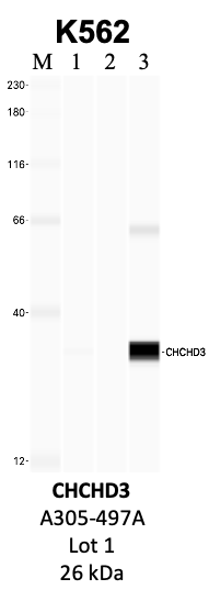 Bethyl_A305-497A_1_CHCHD3.png<br>Caption: IP-WB analysis of K562 whole cell lysate using the CHCHD3 specific antibody, A305-497A. Lanes 1 and 2 are 2.5% of five million whole cell lysate input and 50% of IP enrichment, respectively, using a normal IgG antibody. Lane 3 is 50% of IP enrichment from five million whole cell lysate using the CHCHD3-specific antibody, A305-497A. The same antibody was used to detect protein levels via Western blot. This antibody passes preliminary validation and will be further pursued for secondary validation. *NOTE* Protein sizes are taken from Genecards.org and are only estimates based on sequence. Actual protein size may differ based on protein characteristics and electrophoresis method used.