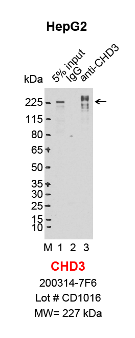 CHD3_HepG2_revised.png<br>Caption: IP-Western Blot analysis of HepG2 whole cell lysate using CHD3 specific antibody. Lane 1 is 1% of ten million whole cell lysate input (lane under '5% input') , lane 2 is 20% of IP enrichment using mouse normal IgG (lane under 'IgG') and lane 3 is 20% IP enrichment using mouse monoclonal anti-CHD3 antibody (lanes under 'anti-CHD3').