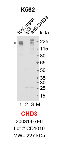 CHD3_K562.png<br>Caption: IP-Western Blot analysis of K562 whole cell lysate using CHD3 specific antibody. Lane 1 is 2% of ten million whole cell lysate input (lane under '10% input') , lane 2 is 20% of IP enrichment using mouse normal IgG (lane under 'IgG') and lane 3 is 20% IP enrichment using mouse monoclonal anti-CHD3 antibody (lanes under 'CHD3').