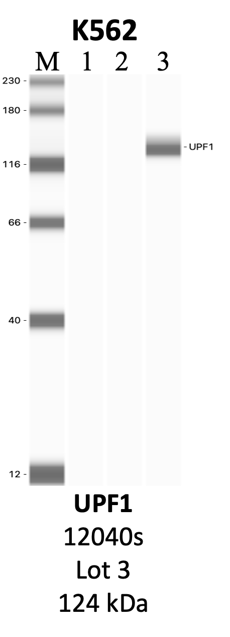 CST_12040S_3_UPF1.png<br>Caption: IP-WB analysis of 12040S whole cell lysate using the UPF1 specific antibody, 12040S. Lanes 1 and 2 are 2.5% of five million whole cell lysate input and 50% of IP enrichment, respectively, using a normal IgG antibody. Lane 3 is 50% of IP enrichment from five million whole cell lysate using the UPF1-specific antibody, 12040S. The same antibody was used to detect protein levels via Western blot. This antibody passes preliminary validation and will be further pursued for secondary validation. *NOTE* Protein sizes are taken from Genecards.org and are only estimates based on sequence. Actual protein size may differ based on protein characteristics and electrophoresis method used.