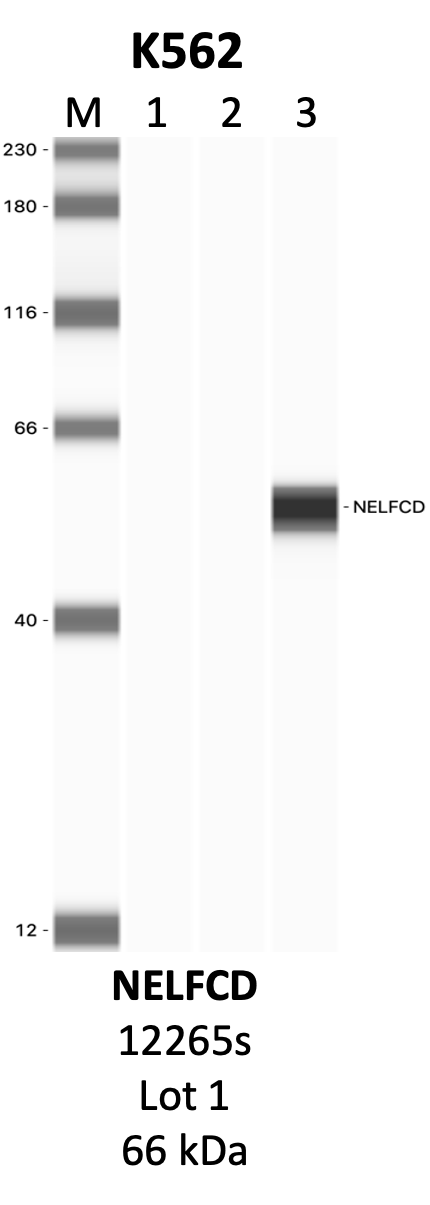 CST_12265S_1_NELFCD.png<br>Caption: IP-WB analysis of 12265S whole cell lysate using the NELFCD specific antibody, 12265S. Lanes 1 and 2 are 2.5% of five million whole cell lysate input and 50% of IP enrichment, respectively, using a normal IgG antibody. Lane 3 is 50% of IP enrichment from five million whole cell lysate using the NELFCD-specific antibody, 12265S. The same antibody was used to detect protein levels via Western blot. This antibody passes preliminary validation and will be further pursued for secondary validation. *NOTE* Protein sizes are taken from Genecards.org and are only estimates based on sequence. Actual protein size may differ based on protein characteristics and electrophoresis method used.