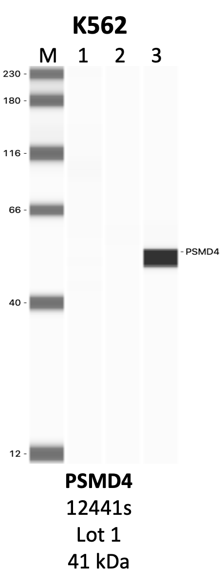 CST_12441S_1_PSMD4.png<br>Caption: IP-WB analysis of 12441S whole cell lysate using the PSMD4 specific antibody, 12441S. Lanes 1 and 2 are 2.5% of five million whole cell lysate input and 50% of IP enrichment, respectively, using a normal IgG antibody. Lane 3 is 50% of IP enrichment from five million whole cell lysate using the PSMD4-specific antibody, 12441S. The same antibody was used to detect protein levels via Western blot. This antibody passes preliminary validation and will be further pursued for secondary validation. *NOTE* Protein sizes are taken from Genecards.org and are only estimates based on sequence. Actual protein size may differ based on protein characteristics and electrophoresis method used.