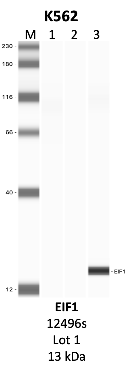 CST_12496S_1_EIF1.png<br>Caption: IP-WB analysis of 12496S whole cell lysate using the EIF1 specific antibody, 12496S. Lanes 1 and 2 are 2.5% of five million whole cell lysate input and 50% of IP enrichment, respectively, using a normal IgG antibody. Lane 3 is 50% of IP enrichment from five million whole cell lysate using the EIF1-specific antibody, 12496S. The same antibody was used to detect protein levels via Western blot. This antibody passes preliminary validation and will be further pursued for secondary validation. *NOTE* Protein sizes are taken from Genecards.org and are only estimates based on sequence. Actual protein size may differ based on protein characteristics and electrophoresis method used.