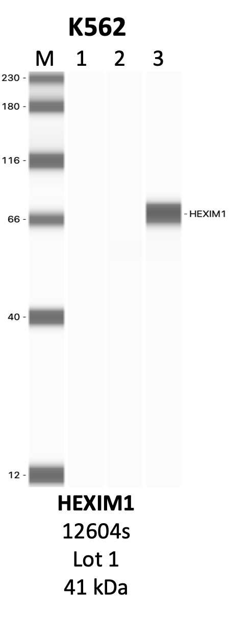 CST_12604S_1_HEXIM1.png<br>Caption: IP-WB analysis of 12604S whole cell lysate using the HEXIM1 specific antibody, 12604S. Lanes 1 and 2 are 2.5% of five million whole cell lysate input and 50% of IP enrichment, respectively, using a normal IgG antibody. Lane 3 is 50% of IP enrichment from five million whole cell lysate using the HEXIM1-specific antibody, 12604S. The same antibody was used to detect protein levels via Western blot. This antibody passes preliminary validation and will be further pursued for secondary validation. *NOTE* Protein sizes are taken from Genecards.org and are only estimates based on sequence. Actual protein size may differ based on protein characteristics and electrophoresis method used.