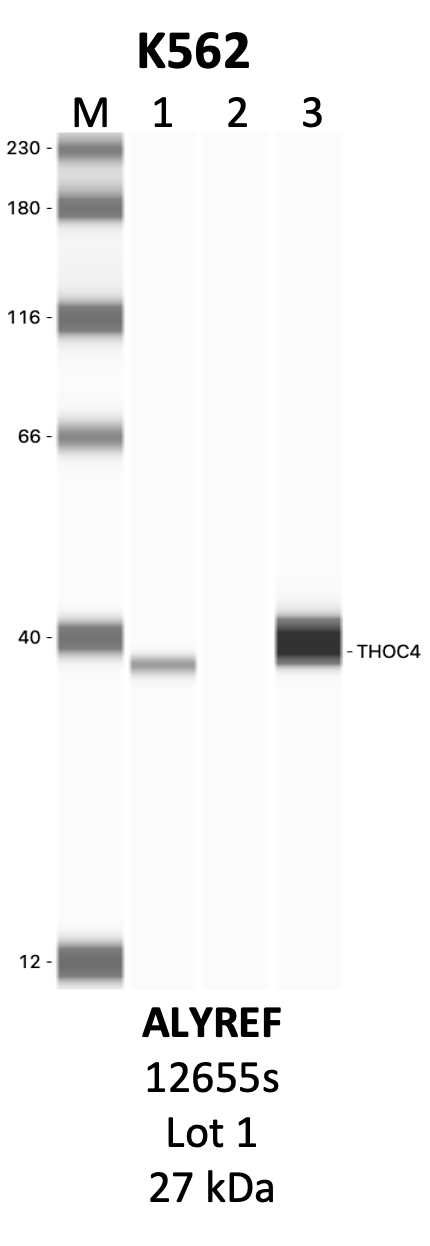 CST_12655S_1_ALYREF.png<br>Caption: IP-WB analysis of 12655S whole cell lysate using the ALYREF specific antibody, 12655S. Lanes 1 and 2 are 2.5% of five million whole cell lysate input and 50% of IP enrichment, respectively, using a normal IgG antibody. Lane 3 is 50% of IP enrichment from five million whole cell lysate using the ALYREF-specific antibody, 12655S. The same antibody was used to detect protein levels via Western blot. This antibody passes preliminary validation and will be further pursued for secondary validation. *NOTE* Protein sizes are taken from Genecards.org and are only estimates based on sequence. Actual protein size may differ based on protein characteristics and electrophoresis method used.