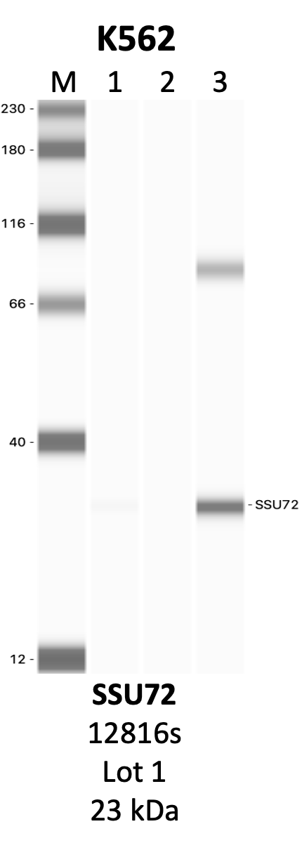 CST_12816S_1_SSU72.png<br>Caption: IP-WB analysis of 12816S whole cell lysate using the SSU72 specific antibody, 12816S. Lanes 1 and 2 are 2.5% of five million whole cell lysate input and 50% of IP enrichment, respectively, using a normal IgG antibody. Lane 3 is 50% of IP enrichment from five million whole cell lysate using the SSU72-specific antibody, 12816S. The same antibody was used to detect protein levels via Western blot. This antibody passes preliminary validation and will be further pursued for secondary validation. *NOTE* Protein sizes are taken from Genecards.org and are only estimates based on sequence. Actual protein size may differ based on protein characteristics and electrophoresis method used.