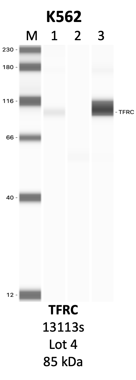 CST_13113S_4_TFRC.png<br>Caption: IP-WB analysis of 13113S whole cell lysate using the TFRC specific antibody, 13113S. Lanes 1 and 2 are 2.5% of five million whole cell lysate input and 50% of IP enrichment, respectively, using a normal IgG antibody. Lane 3 is 50% of IP enrichment from five million whole cell lysate using the TFRC-specific antibody, 13113S. The same antibody was used to detect protein levels via Western blot. This antibody passes preliminary validation and will be further pursued for secondary validation. *NOTE* Protein sizes are taken from Genecards.org and are only estimates based on sequence. Actual protein size may differ based on protein characteristics and electrophoresis method used.