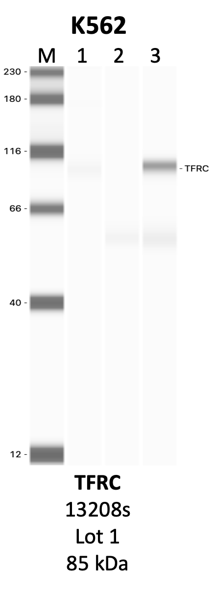 CST_13208S_1_TFRC.png<br>Caption: IP-WB analysis of 13208S whole cell lysate using the TFRC specific antibody, 13208S. Lanes 1 and 2 are 2.5% of five million whole cell lysate input and 50% of IP enrichment, respectively, using a normal IgG antibody. Lane 3 is 50% of IP enrichment from five million whole cell lysate using the TFRC-specific antibody, 13208S. The same antibody was used to detect protein levels via Western blot. This antibody passes preliminary validation and will be further pursued for secondary validation. *NOTE* Protein sizes are taken from Genecards.org and are only estimates based on sequence. Actual protein size may differ based on protein characteristics and electrophoresis method used.