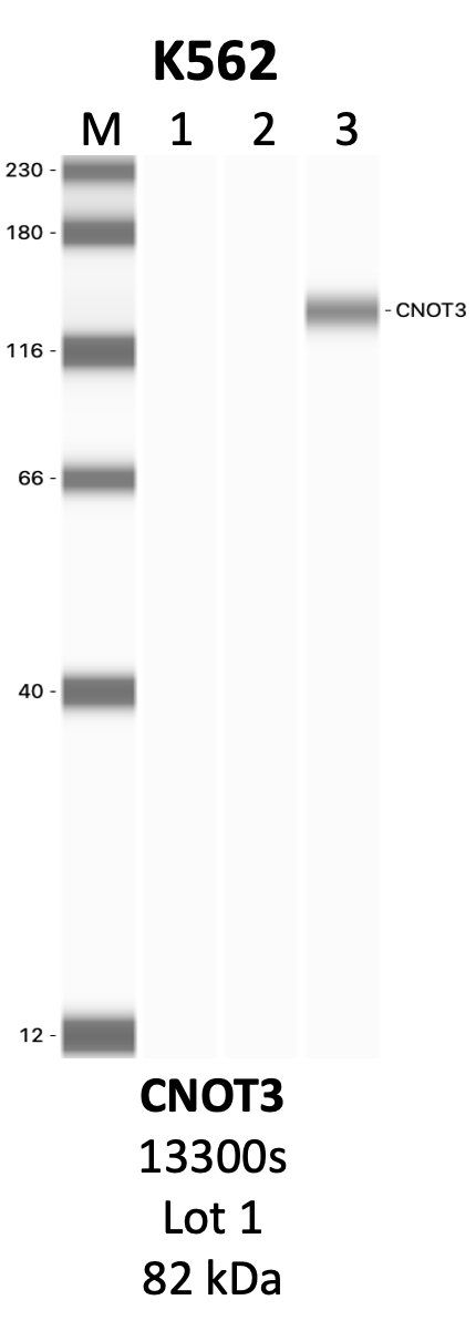 CST_13300S_1_CNOT3.png<br>Caption: IP-WB analysis of 13300S whole cell lysate using the CNOT3 specific antibody, 13300S. Lanes 1 and 2 are 2.5% of five million whole cell lysate input and 50% of IP enrichment, respectively, using a normal IgG antibody. Lane 3 is 50% of IP enrichment from five million whole cell lysate using the CNOT3-specific antibody, 13300S. The same antibody was used to detect protein levels via Western blot. This antibody passes preliminary validation and will be further pursued for secondary validation. *NOTE* Protein sizes are taken from Genecards.org and are only estimates based on sequence. Actual protein size may differ based on protein characteristics and electrophoresis method used.