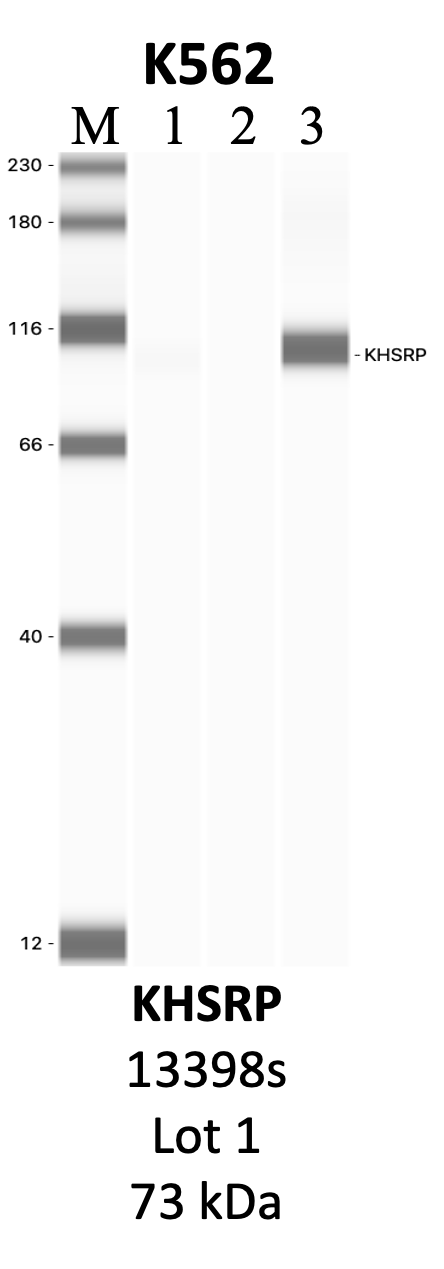 CST_13398S_1_KHSRP.png<br>Caption: IP-WB analysis of 13398S whole cell lysate using the KHSRP specific antibody, 13398S. Lanes 1 and 2 are 2.5% of five million whole cell lysate input and 50% of IP enrichment, respectively, using a normal IgG antibody. Lane 3 is 50% of IP enrichment from five million whole cell lysate using the KHSRP-specific antibody, 13398S. The same antibody was used to detect protein levels via Western blot. This antibody passes preliminary validation and will be further pursued for secondary validation. *NOTE* Protein sizes are taken from Genecards.org and are only estimates based on sequence. Actual protein size may differ based on protein characteristics and electrophoresis method used.