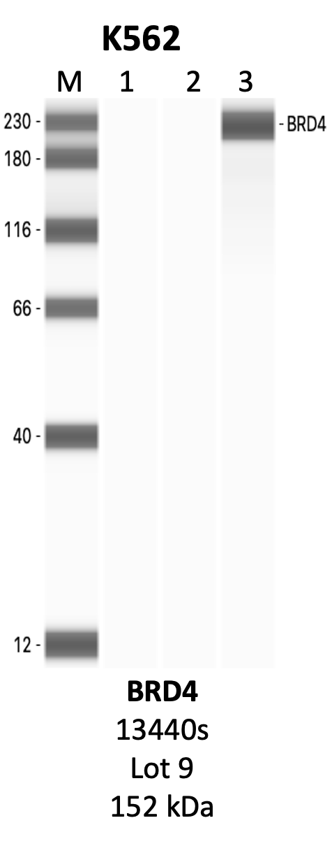 CST_13440S_9_BRD4.png<br>Caption: IP-WB analysis of 13440S whole cell lysate using the BRD4 specific antibody, 13440S. Lanes 1 and 2 are 2.5% of five million whole cell lysate input and 50% of IP enrichment, respectively, using a normal IgG antibody. Lane 3 is 50% of IP enrichment from five million whole cell lysate using the BRD4-specific antibody, 13440S. The same antibody was used to detect protein levels via Western blot. This antibody passes preliminary validation and will be further pursued for secondary validation. *NOTE* Protein sizes are taken from Genecards.org and are only estimates based on sequence. Actual protein size may differ based on protein characteristics and electrophoresis method used.