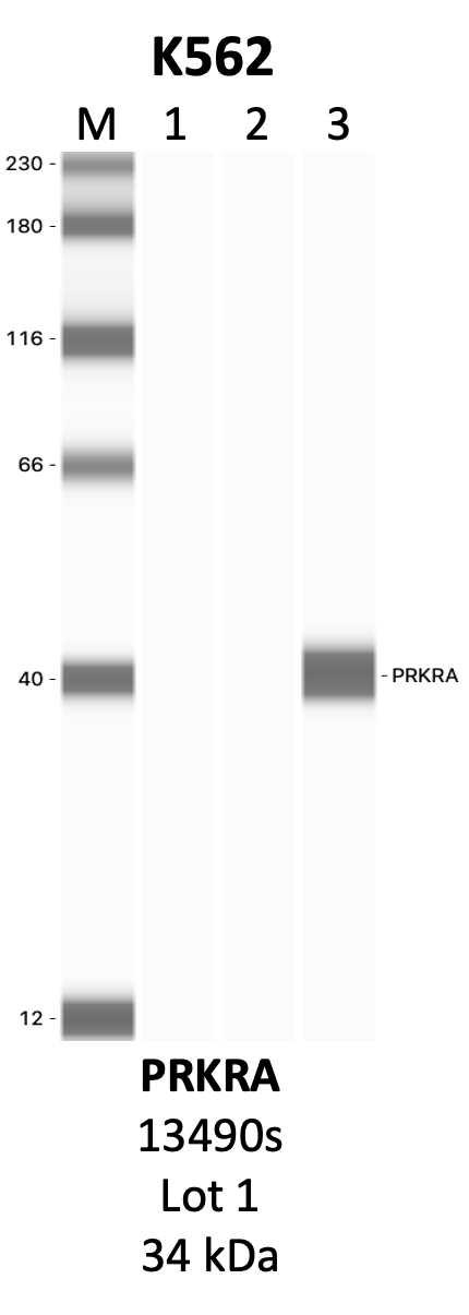 CST_13490S_1_PRKRA.png<br>Caption: IP-WB analysis of 13490S whole cell lysate using the PRKRA specific antibody, 13490S. Lanes 1 and 2 are 2.5% of five million whole cell lysate input and 50% of IP enrichment, respectively, using a normal IgG antibody. Lane 3 is 50% of IP enrichment from five million whole cell lysate using the PRKRA-specific antibody, 13490S. The same antibody was used to detect protein levels via Western blot. This antibody passes preliminary validation and will be further pursued for secondary validation. *NOTE* Protein sizes are taken from Genecards.org and are only estimates based on sequence. Actual protein size may differ based on protein characteristics and electrophoresis method used.