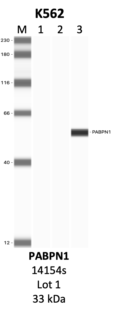 CST_14154S_1_PABPN1.png<br>Caption: IP-WB analysis of 14154S whole cell lysate using the PABPN1 specific antibody, 14154S. Lanes 1 and 2 are 2.5% of five million whole cell lysate input and 50% of IP enrichment, respectively, using a normal IgG antibody. Lane 3 is 50% of IP enrichment from five million whole cell lysate using the PABPN1-specific antibody, 14154S. The same antibody was used to detect protein levels via Western blot. This antibody passes preliminary validation and will be further pursued for secondary validation. *NOTE* Protein sizes are taken from Genecards.org and are only estimates based on sequence. Actual protein size may differ based on protein characteristics and electrophoresis method used.