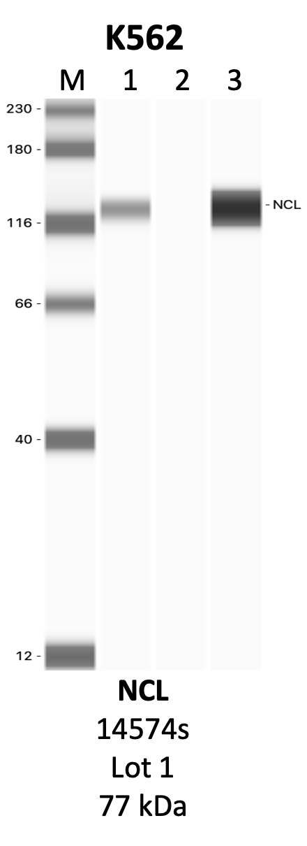 CST_14574S_1_NCL.png<br>Caption: IP-WB analysis of 14574S whole cell lysate using the NCL specific antibody, 14574S. Lanes 1 and 2 are 2.5% of five million whole cell lysate input and 50% of IP enrichment, respectively, using a normal IgG antibody. Lane 3 is 50% of IP enrichment from five million whole cell lysate using the NCL-specific antibody, 14574S. The same antibody was used to detect protein levels via Western blot. This antibody passes preliminary validation and will be further pursued for secondary validation. *NOTE* Protein sizes are taken from Genecards.org and are only estimates based on sequence. Actual protein size may differ based on protein characteristics and electrophoresis method used.