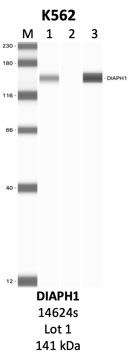 CST_14634S_1_DIAPH1.png<br>Caption: IP-WB analysis of 14634S whole cell lysate using the DIAPH1 specific antibody, 14634S. Lanes 1 and 2 are 2.5% of five million whole cell lysate input and 50% of IP enrichment, respectively, using a normal IgG antibody. Lane 3 is 50% of IP enrichment from five million whole cell lysate using the DIAPH1-specific antibody, 14634S. The same antibody was used to detect protein levels via Western blot. This antibody passes preliminary validation and will be further pursued for secondary validation. *NOTE* Protein sizes are taken from Genecards.org and are only estimates based on sequence. Actual protein size may differ based on protein characteristics and electrophoresis method used.