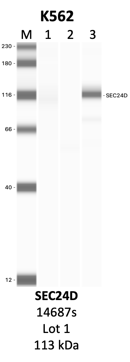 CST_14687S_1_SEC24D.png<br>Caption: IP-WB analysis of 14687S whole cell lysate using the SEC24D specific antibody, 14687S. Lanes 1 and 2 are 2.5% of five million whole cell lysate input and 50% of IP enrichment, respectively, using a normal IgG antibody. Lane 3 is 50% of IP enrichment from five million whole cell lysate using the SEC24D-specific antibody, 14687S. The same antibody was used to detect protein levels via Western blot. This antibody passes preliminary validation and will be further pursued for secondary validation. *NOTE* Protein sizes are taken from Genecards.org and are only estimates based on sequence. Actual protein size may differ based on protein characteristics and electrophoresis method used.