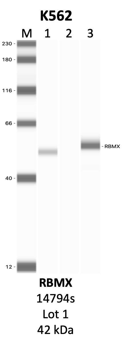 CST_14794S_1_RBMX.png<br>Caption: IP-WB analysis of 14794S whole cell lysate using the RBMX specific antibody, 14794S. Lanes 1 and 2 are 2.5% of five million whole cell lysate input and 50% of IP enrichment, respectively, using a normal IgG antibody. Lane 3 is 50% of IP enrichment from five million whole cell lysate using the RBMX-specific antibody, 14794S. The same antibody was used to detect protein levels via Western blot. This antibody passes preliminary validation and will be further pursued for secondary validation. *NOTE* Protein sizes are taken from Genecards.org and are only estimates based on sequence. Actual protein size may differ based on protein characteristics and electrophoresis method used.