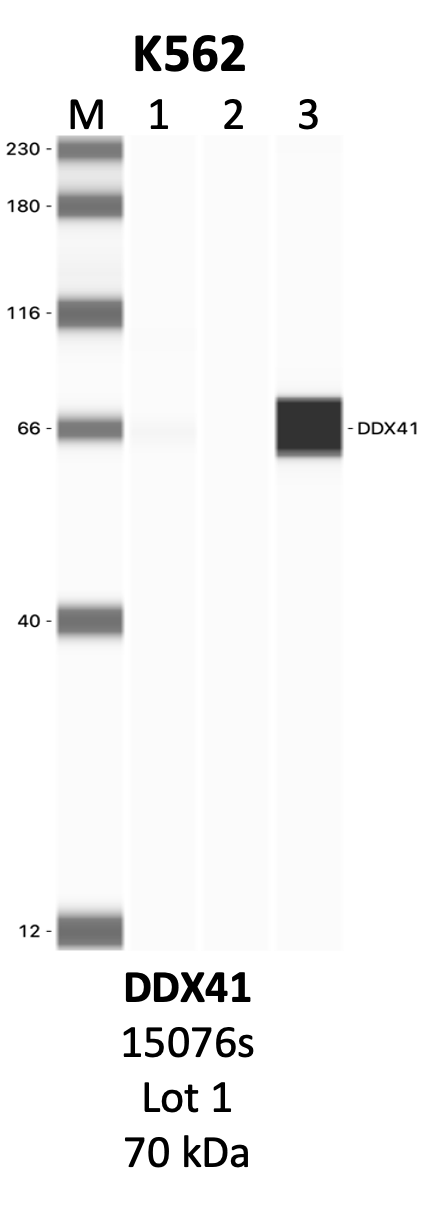 CST_15076S_1_DDX41.png<br>Caption: IP-WB analysis of 15076S whole cell lysate using the DDX41 specific antibody, 15076S. Lanes 1 and 2 are 2.5% of five million whole cell lysate input and 50% of IP enrichment, respectively, using a normal IgG antibody. Lane 3 is 50% of IP enrichment from five million whole cell lysate using the DDX41-specific antibody, 15076S. The same antibody was used to detect protein levels via Western blot. This antibody passes preliminary validation and will be further pursued for secondary validation. *NOTE* Protein sizes are taken from Genecards.org and are only estimates based on sequence. Actual protein size may differ based on protein characteristics and electrophoresis method used.