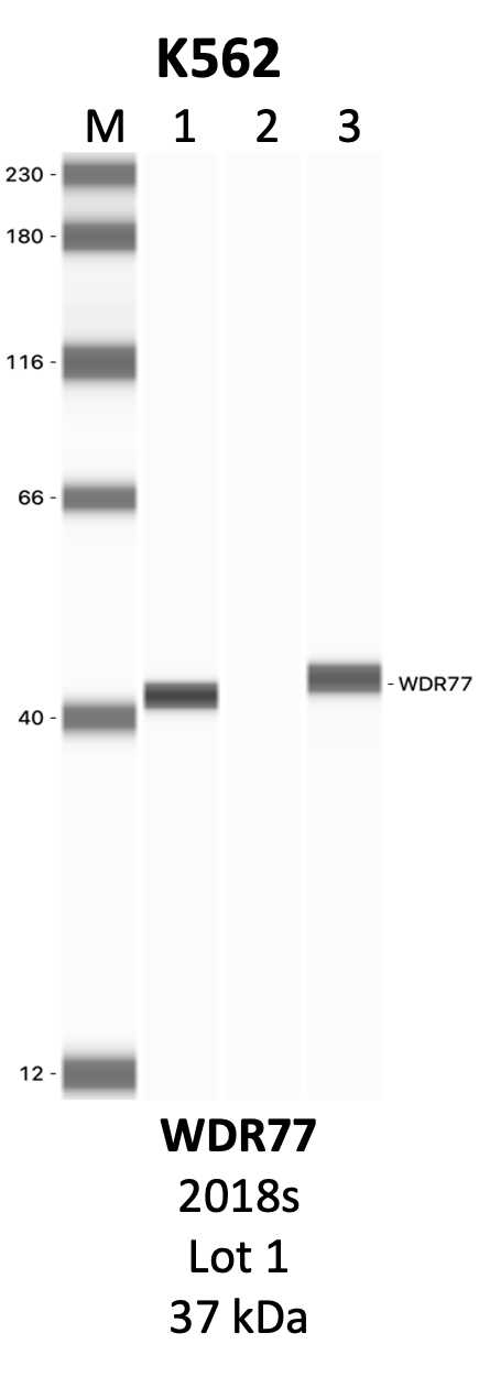 CST_2018S_1_WDR77.png<br>Caption: IP-WB analysis of 2018S whole cell lysate using the WDR77 specific antibody, 2018S. Lanes 1 and 2 are 2.5% of five million whole cell lysate input and 50% of IP enrichment, respectively, using a normal IgG antibody. Lane 3 is 50% of IP enrichment from five million whole cell lysate using the WDR77-specific antibody, 2018S. The same antibody was used to detect protein levels via Western blot. This antibody passes preliminary validation and will be further pursued for secondary validation. *NOTE* Protein sizes are taken from Genecards.org and are only estimates based on sequence. Actual protein size may differ based on protein characteristics and electrophoresis method used.