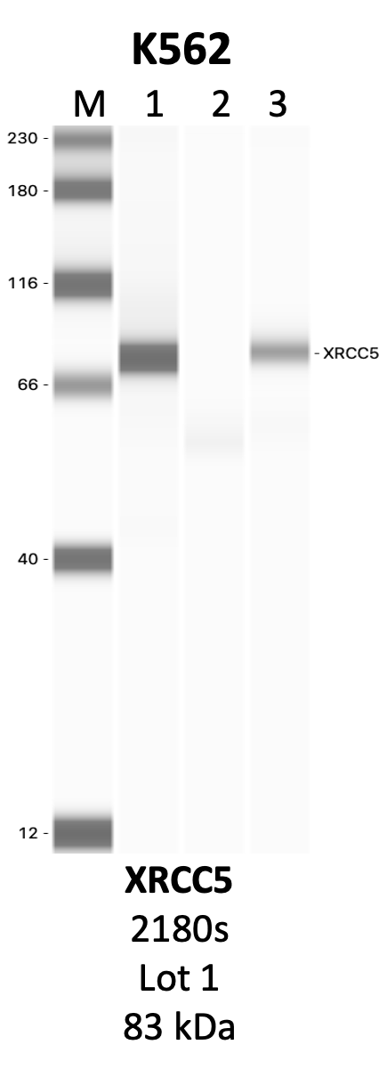 CST_2180S_1_XRCC5.png<br>Caption: IP-WB analysis of 2180S whole cell lysate using the XRCC5 specific antibody, 2180S. Lanes 1 and 2 are 2.5% of five million whole cell lysate input and 50% of IP enrichment, respectively, using a normal IgG antibody. Lane 3 is 50% of IP enrichment from five million whole cell lysate using the XRCC5-specific antibody, 2180S. The same antibody was used to detect protein levels via Western blot. This antibody passes preliminary validation and will be further pursued for secondary validation. *NOTE* Protein sizes are taken from Genecards.org and are only estimates based on sequence. Actual protein size may differ based on protein characteristics and electrophoresis method used.