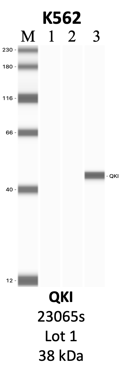 CST_23065S_1_QKI.png<br>Caption: IP-WB analysis of 23065S whole cell lysate using the QKI specific antibody, 23065S. Lanes 1 and 2 are 2.5% of five million whole cell lysate input and 50% of IP enrichment, respectively, using a normal IgG antibody. Lane 3 is 50% of IP enrichment from five million whole cell lysate using the QKI-specific antibody, 23065S. The same antibody was used to detect protein levels via Western blot. This antibody passes preliminary validation and will be further pursued for secondary validation. *NOTE* Protein sizes are taken from Genecards.org and are only estimates based on sequence. Actual protein size may differ based on protein characteristics and electrophoresis method used.