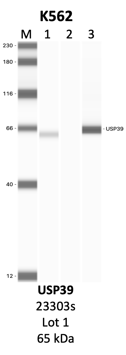 CST_23303S_1_USP39.png<br>Caption: IP-WB analysis of 23303S whole cell lysate using the USP39 specific antibody, 23303S. Lanes 1 and 2 are 2.5% of five million whole cell lysate input and 50% of IP enrichment, respectively, using a normal IgG antibody. Lane 3 is 50% of IP enrichment from five million whole cell lysate using the USP39-specific antibody, 23303S. The same antibody was used to detect protein levels via Western blot. This antibody passes preliminary validation and will be further pursued for secondary validation. *NOTE* Protein sizes are taken from Genecards.org and are only estimates based on sequence. Actual protein size may differ based on protein characteristics and electrophoresis method used.