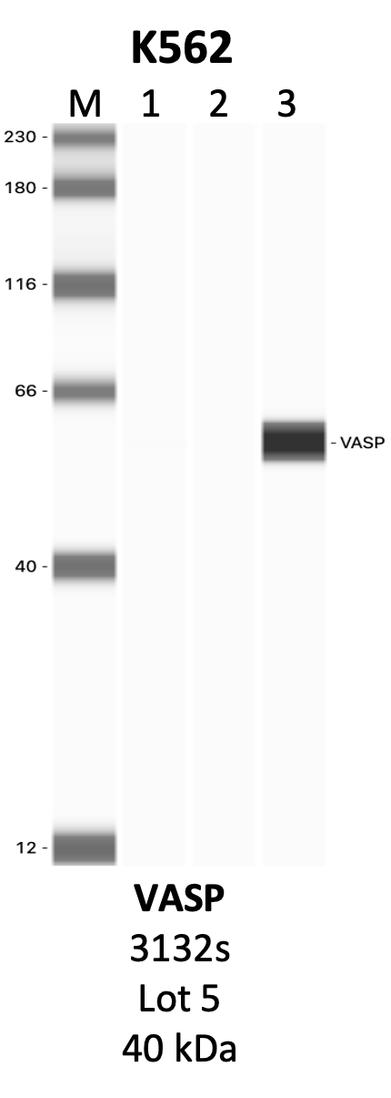 CST_3132S_5_VASP.png<br>Caption: IP-WB analysis of 3132S whole cell lysate using the VASP specific antibody, 3132S. Lanes 1 and 2 are 2.5% of five million whole cell lysate input and 50% of IP enrichment, respectively, using a normal IgG antibody. Lane 3 is 50% of IP enrichment from five million whole cell lysate using the VASP-specific antibody, 3132S. The same antibody was used to detect protein levels via Western blot. This antibody passes preliminary validation and will be further pursued for secondary validation. *NOTE* Protein sizes are taken from Genecards.org and are only estimates based on sequence. Actual protein size may differ based on protein characteristics and electrophoresis method used.