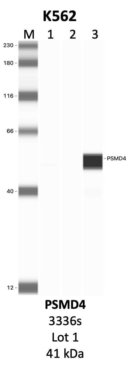 CST_3336S_1_PSMD4.png<br>Caption: IP-WB analysis of 3336S whole cell lysate using the PSMD4 specific antibody, 3336S. Lanes 1 and 2 are 2.5% of five million whole cell lysate input and 50% of IP enrichment, respectively, using a normal IgG antibody. Lane 3 is 50% of IP enrichment from five million whole cell lysate using the PSMD4-specific antibody, 3336S. The same antibody was used to detect protein levels via Western blot. This antibody passes preliminary validation and will be further pursued for secondary validation. *NOTE* Protein sizes are taken from Genecards.org and are only estimates based on sequence. Actual protein size may differ based on protein characteristics and electrophoresis method used.