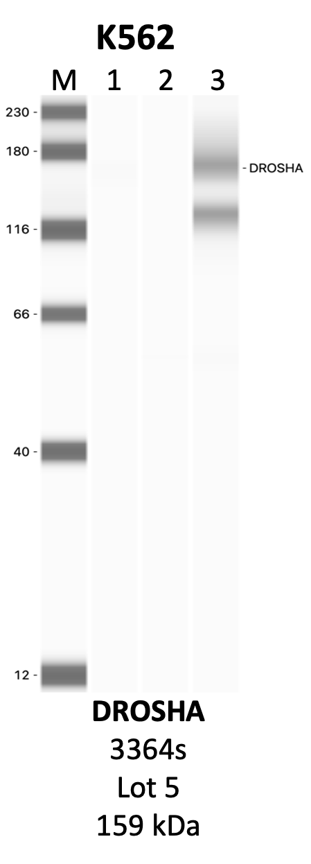 CST_3364s_5_DROSHA.png<br>Caption: IP-WB analysis of 3364s whole cell lysate using the DROSHA specific antibody, 3364s. Lanes 1 and 2 are 2.5% of five million whole cell lysate input and 50% of IP enrichment, respectively, using a normal IgG antibody. Lane 3 is 50% of IP enrichment from five million whole cell lysate using the DROSHA-specific antibody, 3364S. The same antibody was used to detect protein levels via Western blot. This antibody passes preliminary validation and will be further pursued for secondary validation. *NOTE* Protein sizes are taken from Genecards.org and are only estimates based on sequence. Actual protein size may differ based on protein characteristics and electrophoresis method used.