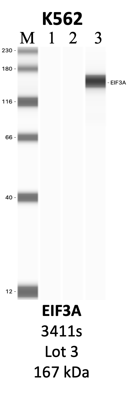 CST_3411S_3_EIF3A.png<br>Caption: IP-WB analysis of 3411S whole cell lysate using the EIF3A specific antibody, 3411S. Lanes 1 and 2 are 2.5% of five million whole cell lysate input and 50% of IP enrichment, respectively, using a normal IgG antibody. Lane 3 is 50% of IP enrichment from five million whole cell lysate using the EIF3A-specific antibody, 3411S. The same antibody was used to detect protein levels via Western blot. This antibody passes preliminary validation and will be further pursued for secondary validation. *NOTE* Protein sizes are taken from Genecards.org and are only estimates based on sequence. Actual protein size may differ based on protein characteristics and electrophoresis method used.