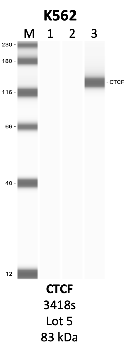 CST_3418S_5_CTCF.png<br>Caption: IP-WB analysis of 3418S whole cell lysate using the CTCF specific antibody, 3418S. Lanes 1 and 2 are 2.5% of five million whole cell lysate input and 50% of IP enrichment, respectively, using a normal IgG antibody. Lane 3 is 50% of IP enrichment from five million whole cell lysate using the CTCF-specific antibody, 3418S. The same antibody was used to detect protein levels via Western blot. This antibody passes preliminary validation and will be further pursued for secondary validation. *NOTE* Protein sizes are taken from Genecards.org and are only estimates based on sequence. Actual protein size may differ based on protein characteristics and electrophoresis method used.