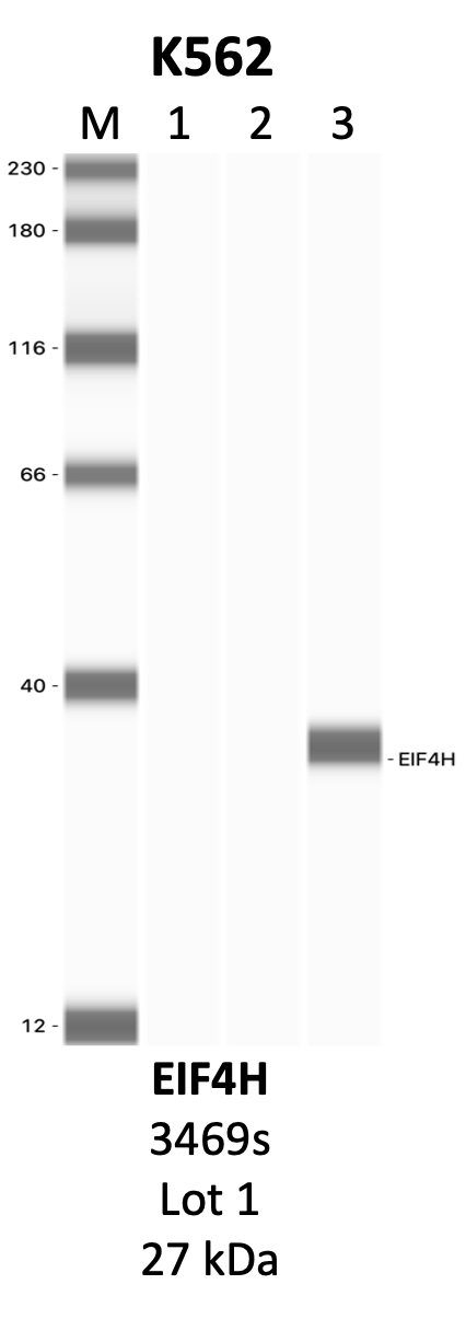 CST_3469S_1_EIF4H.png<br>Caption: IP-WB analysis of 3469S whole cell lysate using the EIF4H specific antibody, 3469S. Lanes 1 and 2 are 2.5% of five million whole cell lysate input and 50% of IP enrichment, respectively, using a normal IgG antibody. Lane 3 is 50% of IP enrichment from five million whole cell lysate using the EIF4H-specific antibody, 3469S. The same antibody was used to detect protein levels via Western blot. This antibody passes preliminary validation and will be further pursued for secondary validation. *NOTE* Protein sizes are taken from Genecards.org and are only estimates based on sequence. Actual protein size may differ based on protein characteristics and electrophoresis method used.