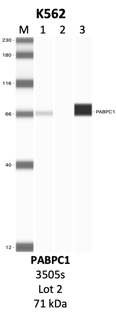 CST_3505S_2_PABPC1.png<br>Caption: IP-WB analysis of 3505S whole cell lysate using the PABPC1 specific antibody, 3505S. Lanes 1 and 2 are 2.5% of five million whole cell lysate input and 50% of IP enrichment, respectively, using a normal IgG antibody. Lane 3 is 50% of IP enrichment from five million whole cell lysate using the PABPC1-specific antibody, 3505S. The same antibody was used to detect protein levels via Western blot. This antibody passes preliminary validation and will be further pursued for secondary validation. *NOTE* Protein sizes are taken from Genecards.org and are only estimates based on sequence. Actual protein size may differ based on protein characteristics and electrophoresis method used.