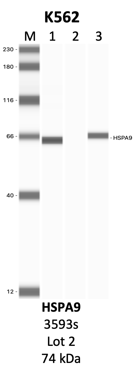 CST_3593S_2_HSPA9.png<br>Caption: IP-WB analysis of 3593S whole cell lysate using the HSPA9 specific antibody, 3593S. Lanes 1 and 2 are 2.5% of five million whole cell lysate input and 50% of IP enrichment, respectively, using a normal IgG antibody. Lane 3 is 50% of IP enrichment from five million whole cell lysate using the HSPA9-specific antibody, 3593S. The same antibody was used to detect protein levels via Western blot. This antibody passes preliminary validation and will be further pursued for secondary validation. *NOTE* Protein sizes are taken from Genecards.org and are only estimates based on sequence. Actual protein size may differ based on protein characteristics and electrophoresis method used.