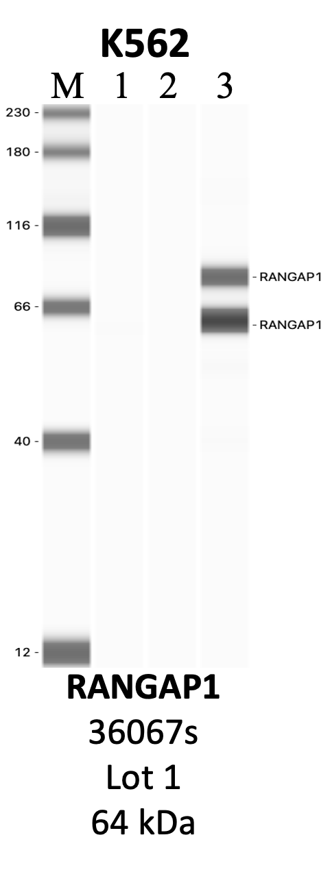 CST_36067S_1_RANGAP1.png<br>Caption: IP-WB analysis of 36067S whole cell lysate using the RANGAP1 specific antibody, 36067S. Lanes 1 and 2 are 2.5% of five million whole cell lysate input and 50% of IP enrichment, respectively, using a normal IgG antibody. Lane 3 is 50% of IP enrichment from five million whole cell lysate using the RANGAP1-specific antibody, 36067S. The same antibody was used to detect protein levels via Western blot. This antibody passes preliminary validation and will be further pursued for secondary validation. *NOTE* Protein sizes are taken from Genecards.org and are only estimates based on sequence. Actual protein size may differ based on protein characteristics and electrophoresis method used.