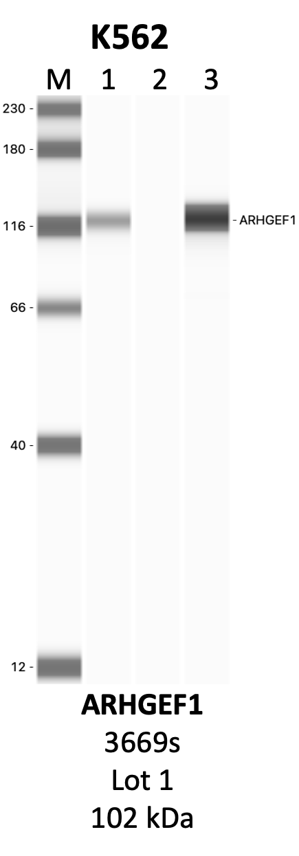 CST_3669S_3_ARHGEF1.png<br>Caption: IP-WB analysis of 3669S whole cell lysate using the ARHGEF1 specific antibody, 3669S. Lanes 1 and 2 are 2.5% of five million whole cell lysate input and 50% of IP enrichment, respectively, using a normal IgG antibody. Lane 3 is 50% of IP enrichment from five million whole cell lysate using the ARHGEF1-specific antibody, 3669S. The same antibody was used to detect protein levels via Western blot. This antibody passes preliminary validation and will be further pursued for secondary validation. *NOTE* Protein sizes are taken from Genecards.org and are only estimates based on sequence. Actual protein size may differ based on protein characteristics and electrophoresis method used.