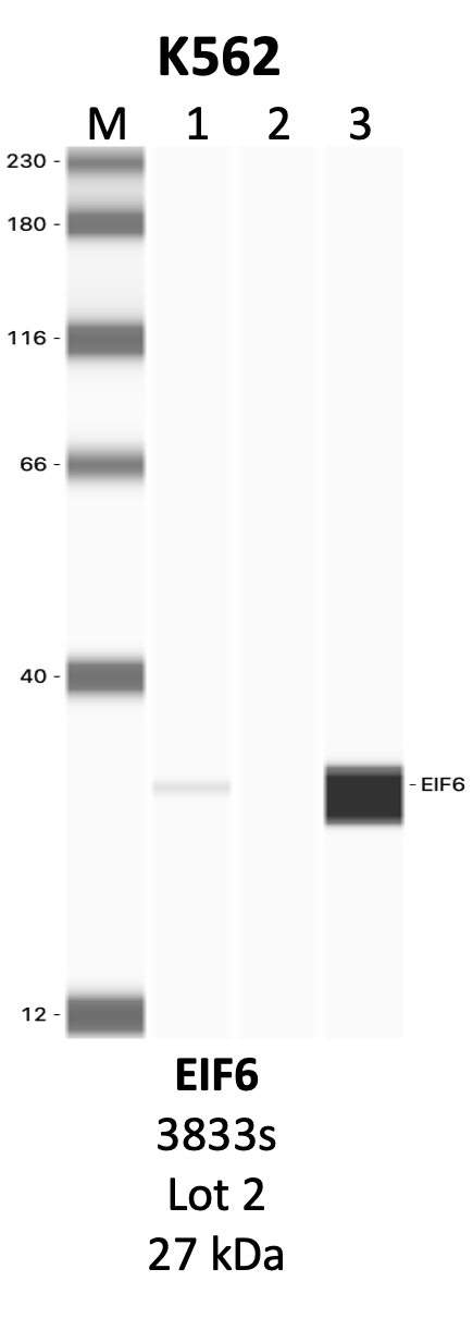 CST_3833S_2_EIF6.png<br>Caption: IP-WB analysis of 3833S whole cell lysate using the EIF6 specific antibody, 3833S. Lanes 1 and 2 are 2.5% of five million whole cell lysate input and 50% of IP enrichment, respectively, using a normal IgG antibody. Lane 3 is 50% of IP enrichment from five million whole cell lysate using the EIF6-specific antibody, 3833S. The same antibody was used to detect protein levels via Western blot. This antibody passes preliminary validation and will be further pursued for secondary validation. *NOTE* Protein sizes are taken from Genecards.org and are only estimates based on sequence. Actual protein size may differ based on protein characteristics and electrophoresis method used.