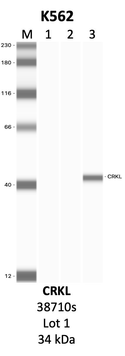 CST_38710S_1_CRKL.png<br>Caption: IP-WB analysis of 38710S whole cell lysate using the CRKL specific antibody, 38710S. Lanes 1 and 2 are 2.5% of five million whole cell lysate input and 50% of IP enrichment, respectively, using a normal IgG antibody. Lane 3 is 50% of IP enrichment from five million whole cell lysate using the CRKL-specific antibody, 38710S. The same antibody was used to detect protein levels via Western blot. This antibody passes preliminary validation and will be further pursued for secondary validation. *NOTE* Protein sizes are taken from Genecards.org and are only estimates based on sequence. Actual protein size may differ based on protein characteristics and electrophoresis method used.