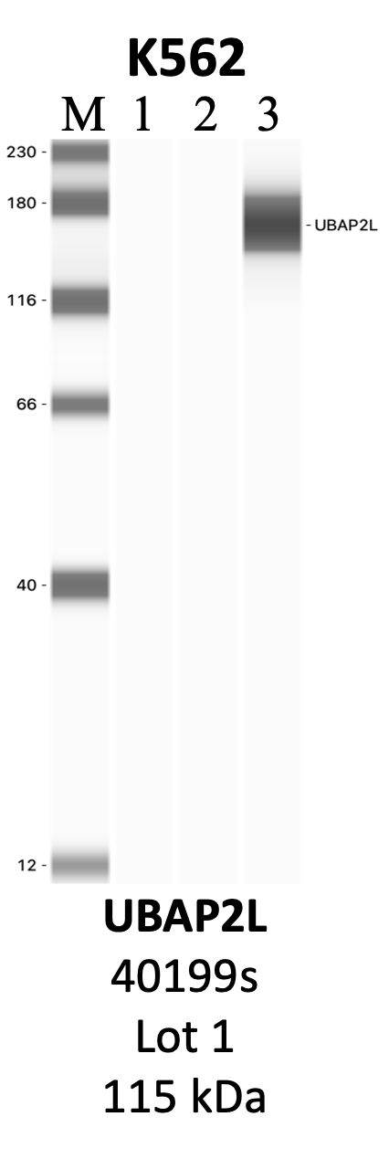 CST_40199S_1_UBAP2L.png<br>Caption: IP-WB analysis of 40199S whole cell lysate using the UBAP2L specific antibody, 40199S. Lanes 1 and 2 are 2.5% of five million whole cell lysate input and 50% of IP enrichment, respectively, using a normal IgG antibody. Lane 3 is 50% of IP enrichment from five million whole cell lysate using the UBAP2L-specific antibody, 40199S. The same antibody was used to detect protein levels via Western blot. This antibody passes preliminary validation and will be further pursued for secondary validation. *NOTE* Protein sizes are taken from Genecards.org and are only estimates based on sequence. Actual protein size may differ based on protein characteristics and electrophoresis method used.