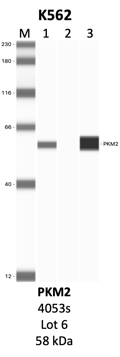 CST_4053S_6_PKM2.png<br>Caption: IP-WB analysis of 4053S whole cell lysate using the PKM2 specific antibody, 4053S. Lanes 1 and 2 are 2.5% of five million whole cell lysate input and 50% of IP enrichment, respectively, using a normal IgG antibody. Lane 3 is 50% of IP enrichment from five million whole cell lysate using the PKM2-specific antibody, 4053S. The same antibody was used to detect protein levels via Western blot. This antibody passes preliminary validation and will be further pursued for secondary validation. *NOTE* Protein sizes are taken from Genecards.org and are only estimates based on sequence. Actual protein size may differ based on protein characteristics and electrophoresis method used.