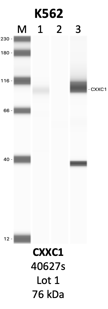 CST_40672S_1_CXXC1.png<br>Caption: IP-WB analysis of 40672S whole cell lysate using the CXXC1 specific antibody, 40672S. Lanes 1 and 2 are 2.5% of five million whole cell lysate input and 50% of IP enrichment, respectively, using a normal IgG antibody. Lane 3 is 50% of IP enrichment from five million whole cell lysate using the CXXC1-specific antibody, 40672S. The same antibody was used to detect protein levels via Western blot. This antibody passes preliminary validation and will be further pursued for secondary validation. *NOTE* Protein sizes are taken from Genecards.org and are only estimates based on sequence. Actual protein size may differ based on protein characteristics and electrophoresis method used.