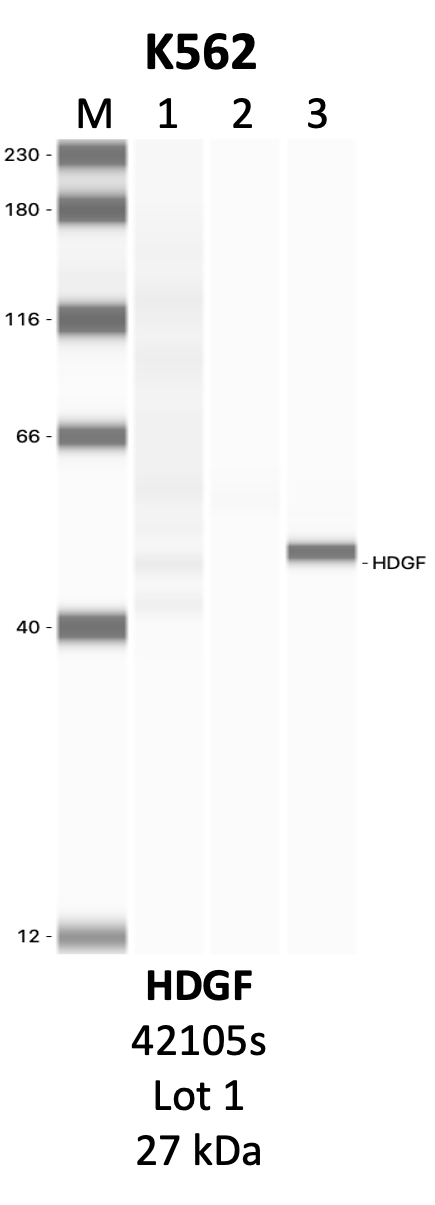 CST_42105S_1_HDGF.png<br>Caption: IP-WB analysis of 42105S whole cell lysate using the HDGF specific antibody, 42105S. Lanes 1 and 2 are 2.5% of five million whole cell lysate input and 50% of IP enrichment, respectively, using a normal IgG antibody. Lane 3 is 50% of IP enrichment from five million whole cell lysate using the HDGF-specific antibody, 42105S. The same antibody was used to detect protein levels via Western blot. This antibody passes preliminary validation and will be further pursued for secondary validation. *NOTE* Protein sizes are taken from Genecards.org and are only estimates based on sequence. Actual protein size may differ based on protein characteristics and electrophoresis method used.