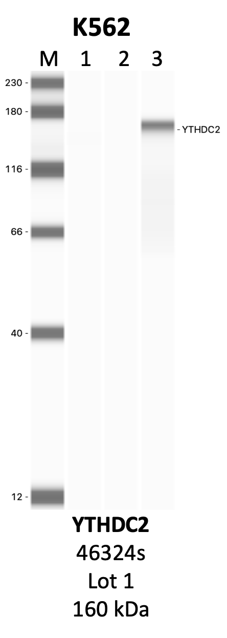 CST_46324S_1_YTHDC2.png<br>Caption: IP-WB analysis of 46324S whole cell lysate using the YTHDC2 specific antibody, 46324S. Lanes 1 and 2 are 2.5% of five million whole cell lysate input and 50% of IP enrichment, respectively, using a normal IgG antibody. Lane 3 is 50% of IP enrichment from five million whole cell lysate using the YTHDC2-specific antibody, 46324S. The same antibody was used to detect protein levels via Western blot. This antibody passes preliminary validation and will be further pursued for secondary validation. *NOTE* Protein sizes are taken from Genecards.org and are only estimates based on sequence. Actual protein size may differ based on protein characteristics and electrophoresis method used.