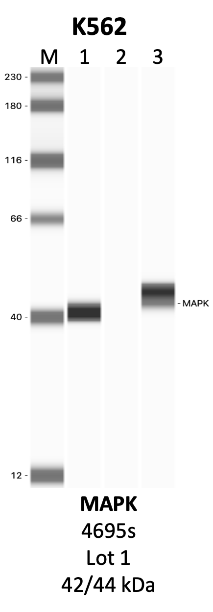 CST_4695S_28_MAPK1.png<br>Caption: IP-WB analysis of 4695S whole cell lysate using the MAPK specific antibody, 4695S. Lanes 1 and 2 are 2.5% of five million whole cell lysate input and 50% of IP enrichment, respectively, using a normal IgG antibody. Lane 3 is 50% of IP enrichment from five million whole cell lysate using the MAPK-specific antibody, 4695S. The same antibody was used to detect protein levels via Western blot. This antibody passes preliminary validation and will be further pursued for secondary validation. *NOTE* Protein sizes are taken from Genecards.org and are only estimates based on sequence. Actual protein size may differ based on protein characteristics and electrophoresis method used.