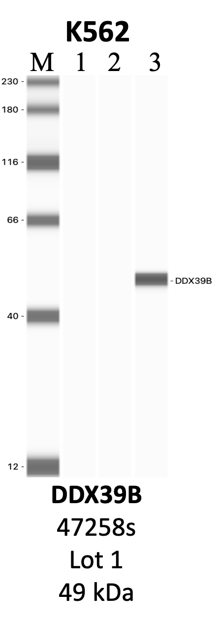 CST_47258S_1_DDX39B.png<br>Caption: IP-WB analysis of 47258S whole cell lysate using the DDX39B specific antibody, 47258S. Lanes 1 and 2 are 2.5% of five million whole cell lysate input and 50% of IP enrichment, respectively, using a normal IgG antibody. Lane 3 is 50% of IP enrichment from five million whole cell lysate using the DDX39B-specific antibody, 47258S. The same antibody was used to detect protein levels via Western blot. This antibody passes preliminary validation and will be further pursued for secondary validation. *NOTE* Protein sizes are taken from Genecards.org and are only estimates based on sequence. Actual protein size may differ based on protein characteristics and electrophoresis method used.